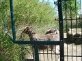 zoo 076